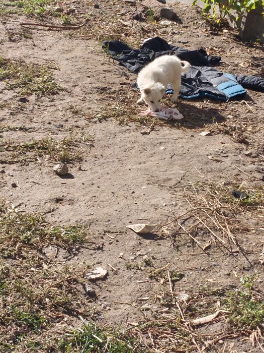 Щенки в добрые руки