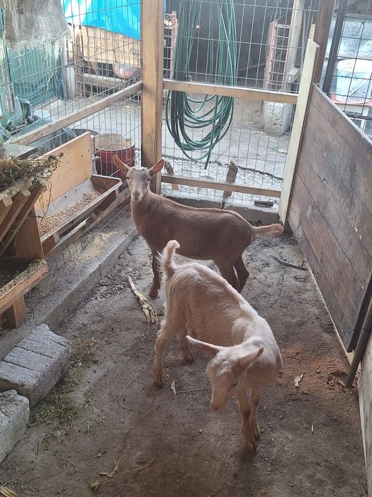 Vând iedute 10 săptămâni  zaeen si alpin francez rasa