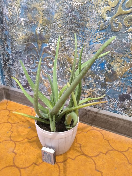 Aloe Vera. Алоэ Вера. Цветы для дома и офиса.