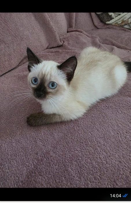 Котёнок,ищет дом