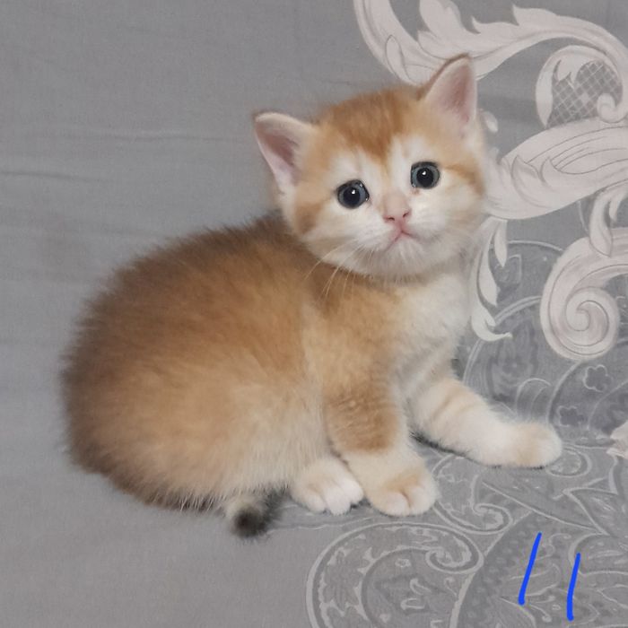 Продаются шикарные котята,золотая шиншилла..