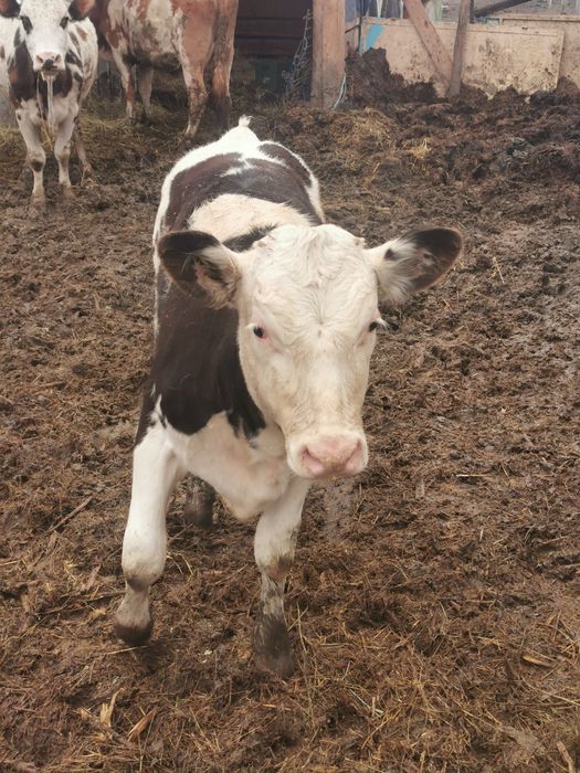 Juninca vaca viteaua