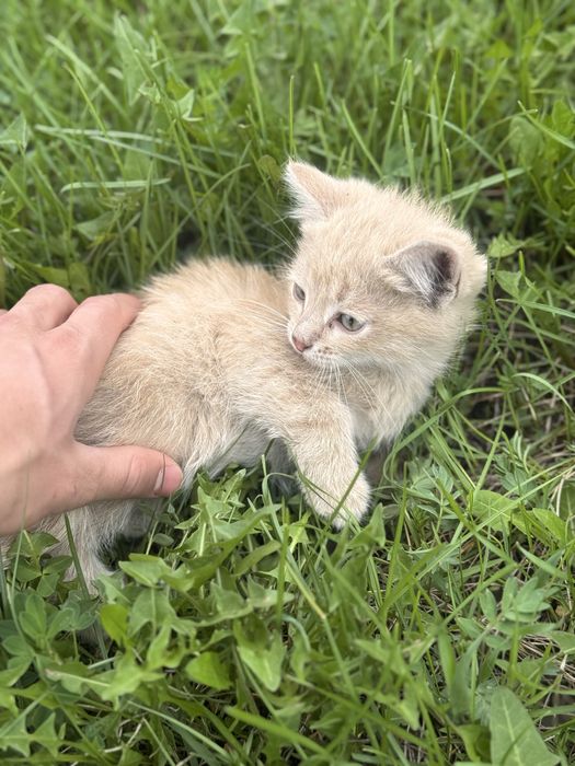 Отдадим котят бесплатно
