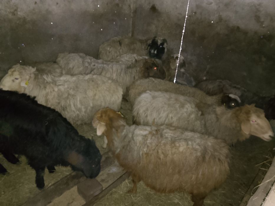 Жас кошкар сатылады