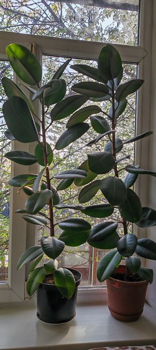 Фикус каучуконосный