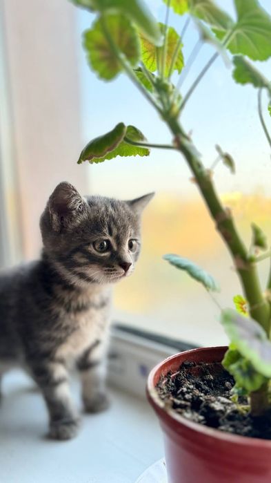 продается котенок + лоток+посуда для еды