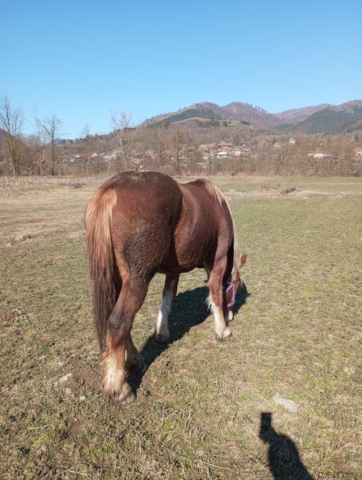 Mânză de 2 ani de vânzare