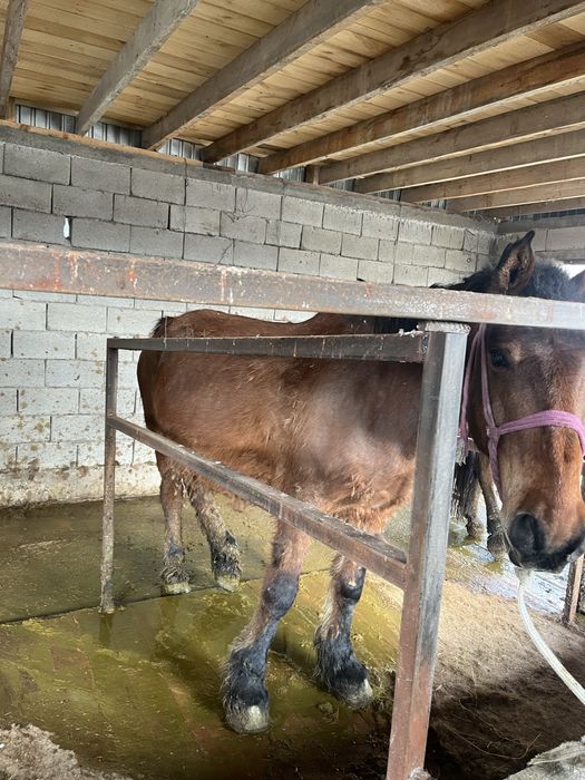 Буаз жас бие сатылады