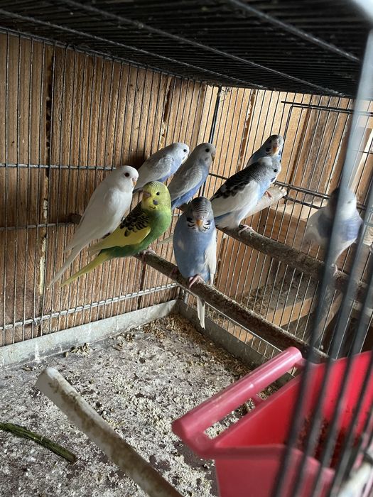 Agapornis si perusi la schimb