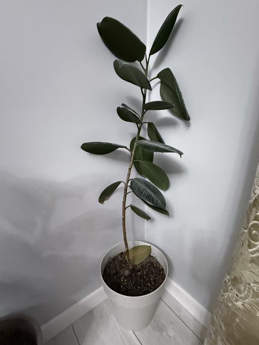 Фикусы, замиокулкасы