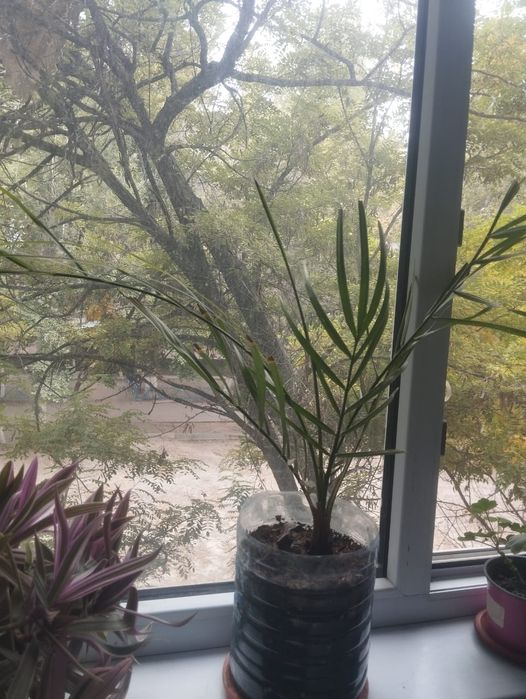 Цветы  комнатная