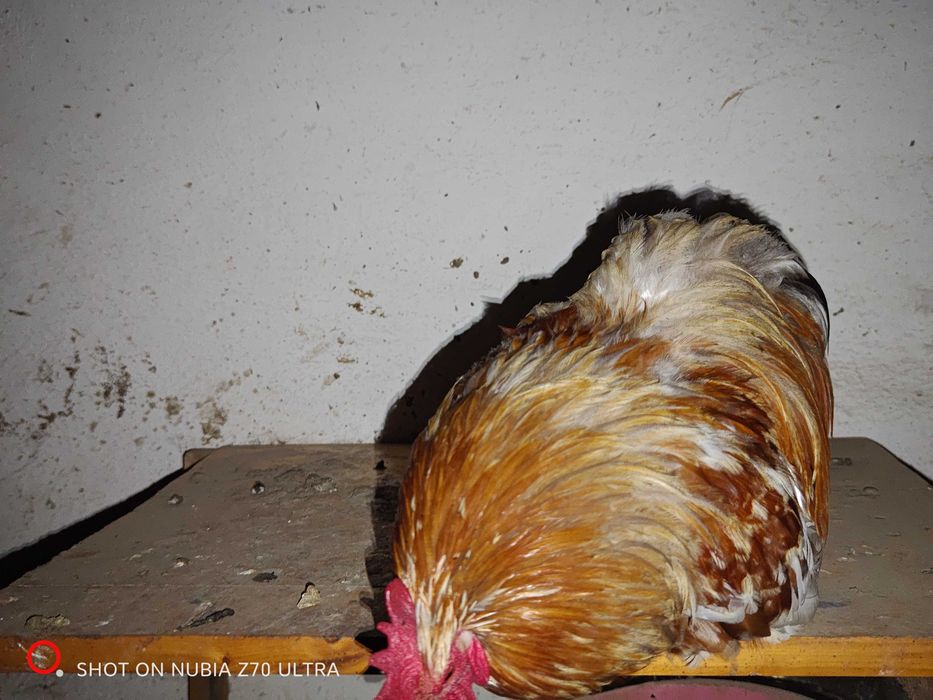 Perechi cochinchina pitic de vanzare diferite culori