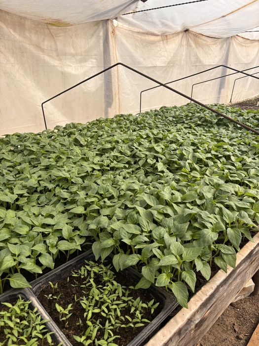 Răsaduri de vanzare