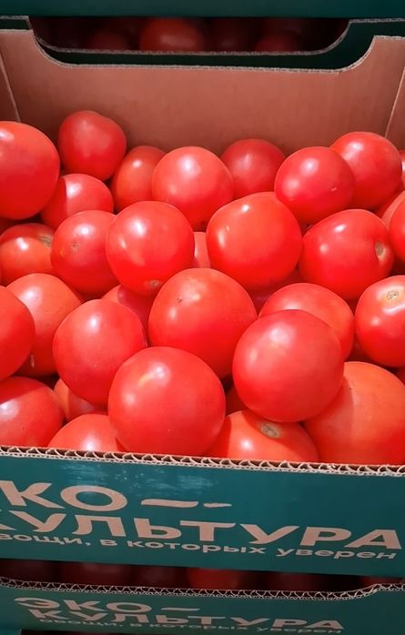 Продам помидоры южные