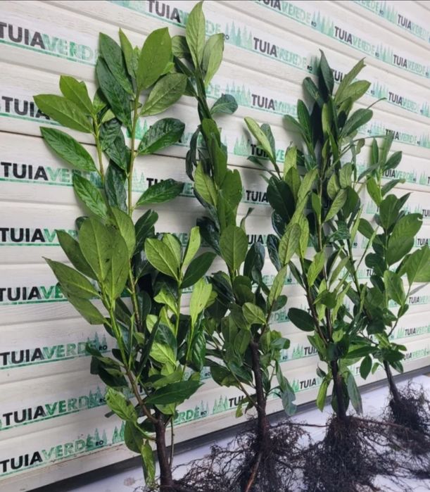 Laur Englezesc NOVITA -  80-100cm Ramificat