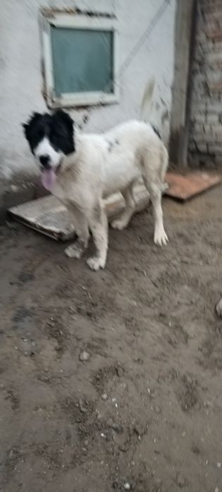 Сатам жағдай жақсы