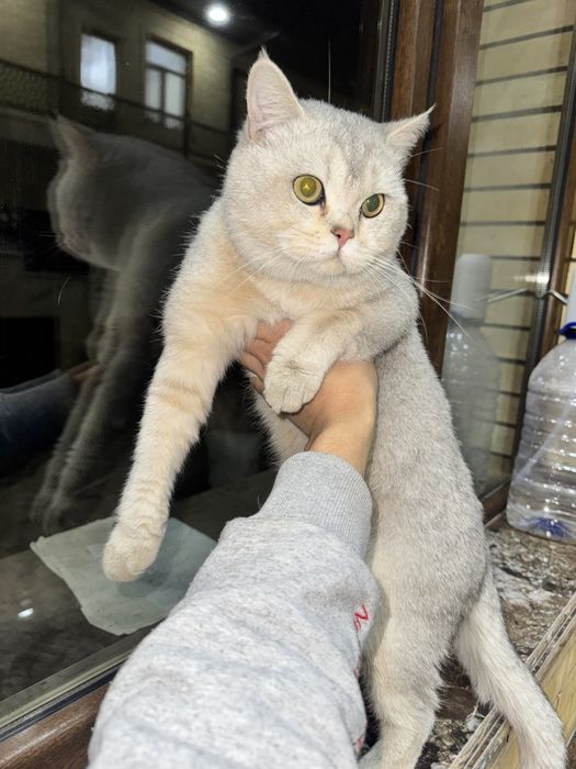 VYAZKA scottish fold