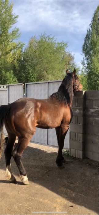 СРОЧНО!!!Полукровка Англичанин