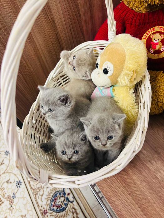 Продам чистокровных британских котят.