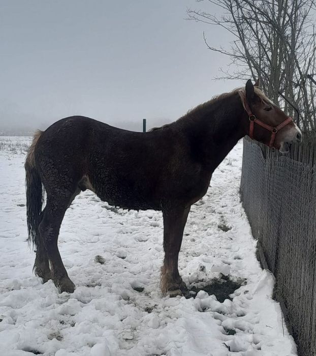 Mânz de vânzare de 1 an și 6 luni