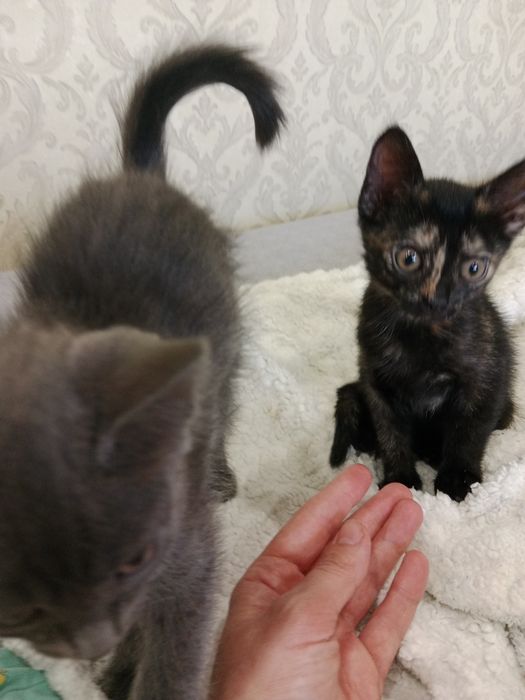 Отдам котят в хорошие руки