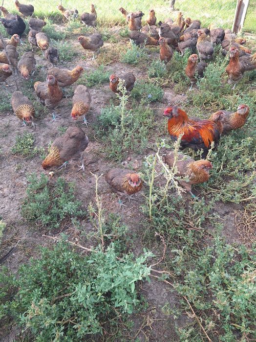 Araucana femele 2025 !!!