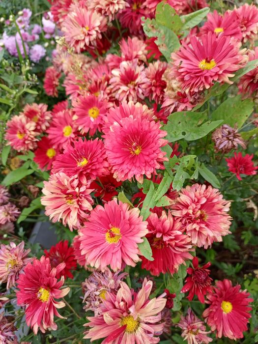 Хризантемы черенки