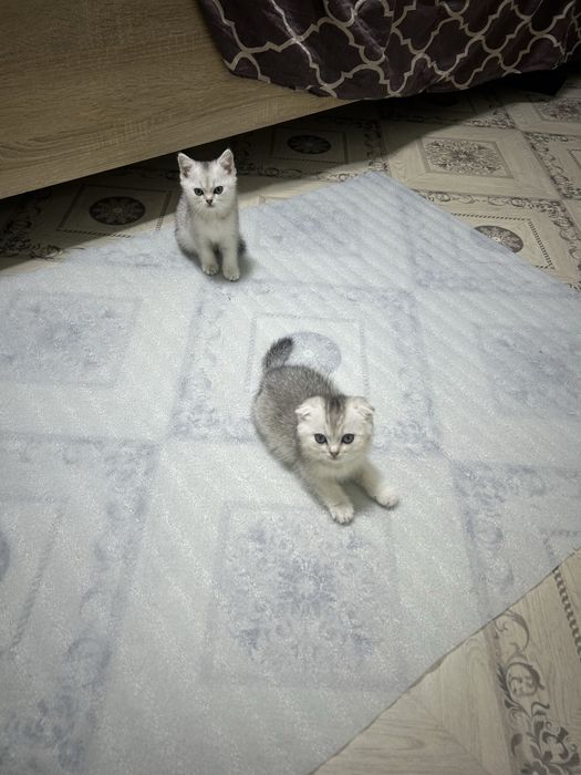 Продам котенка уральск