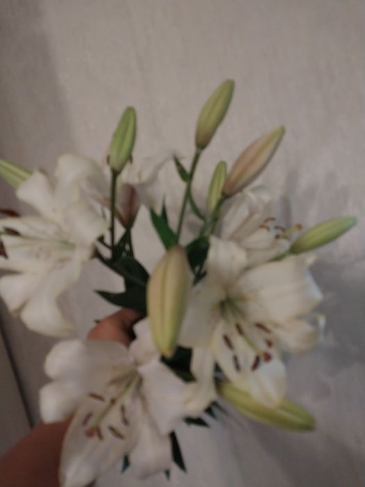 Продам цветы Лилии