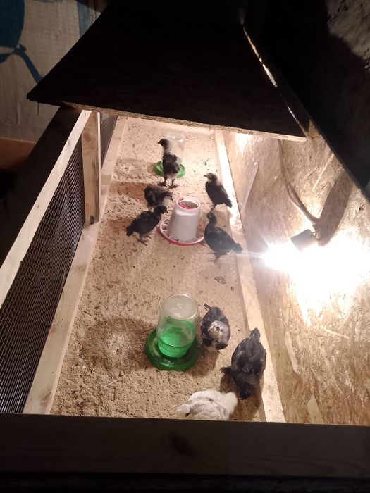 Продам клетку для цыплят