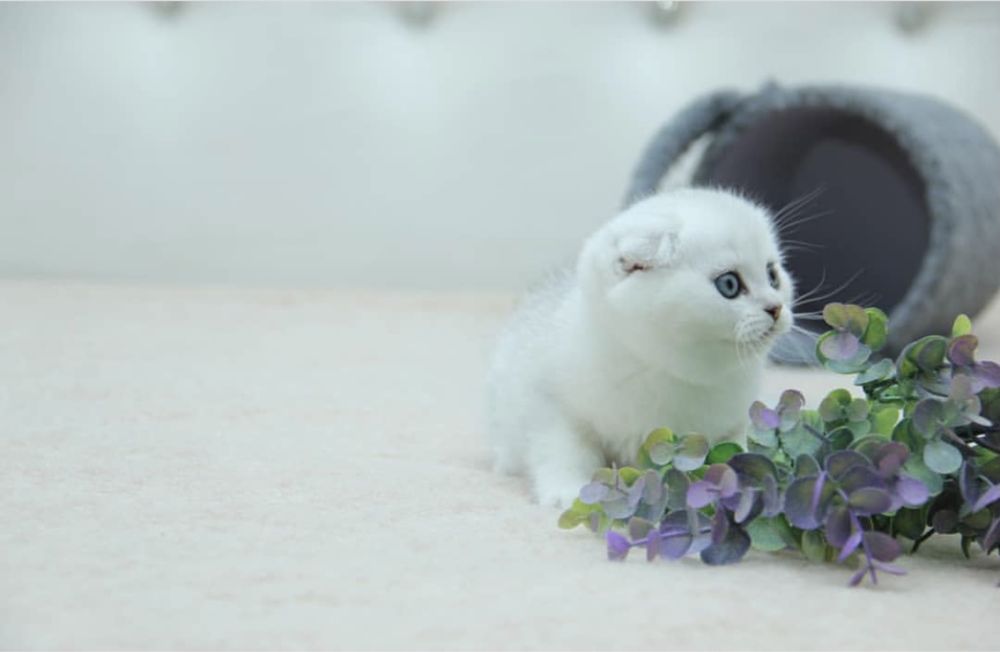 Шикарные котятки шиншилятки