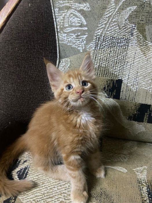Котята Мейн кунята