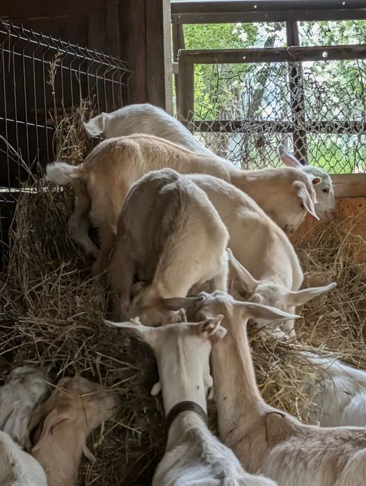 Vând țapi Sura Mare