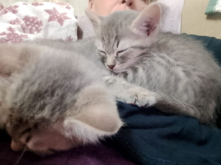Котята бесплатно