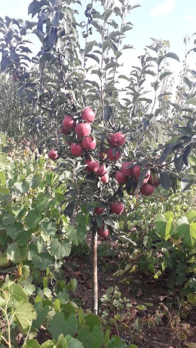 Toaletare pomi fructiferi, trandafiri și vie.