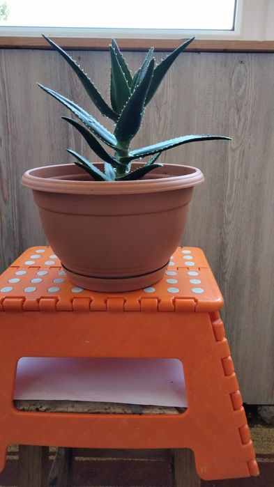 Vând aloe Vera la ghivceci