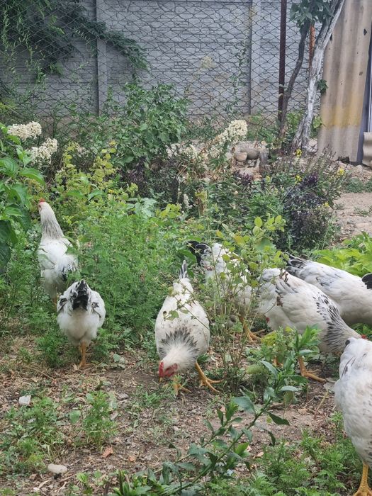 Продам петушков Адлеров