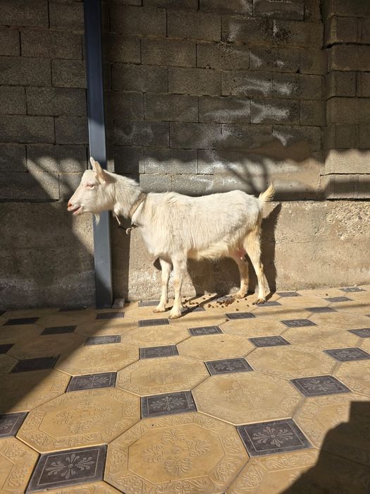 Ешкі коза ешки занен