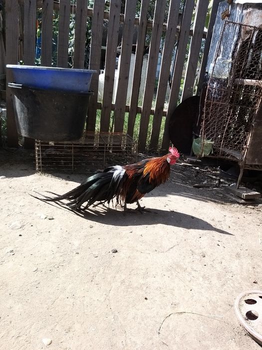 Vand gaini  phoenix , pui si oua de incubat