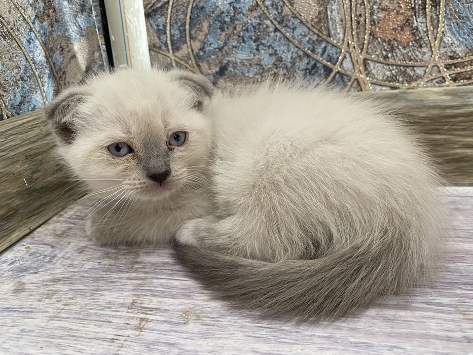 Кота в хорошие руки