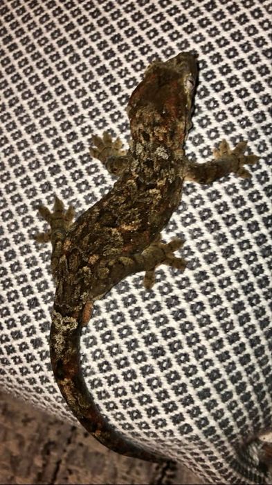 Soparla crested gecko si chahoua gecko