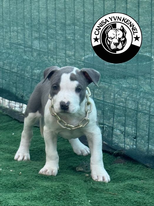 Amstaff blue.