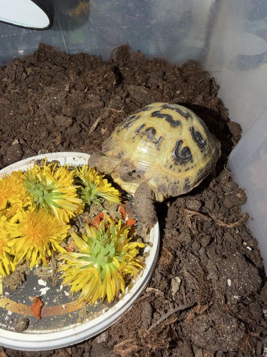 Черепаха сухопутная