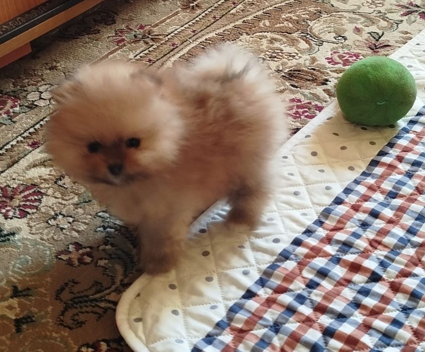 Девочка померанского шпица