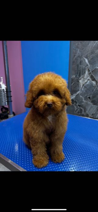 Toy poodle / той пудел