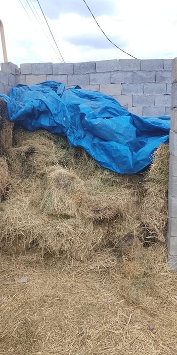 Жоңышқа сатылады тегін