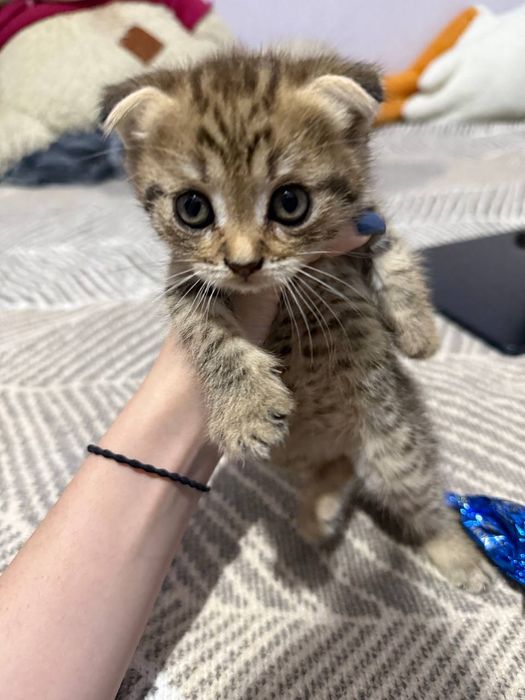 Вислоухие котята