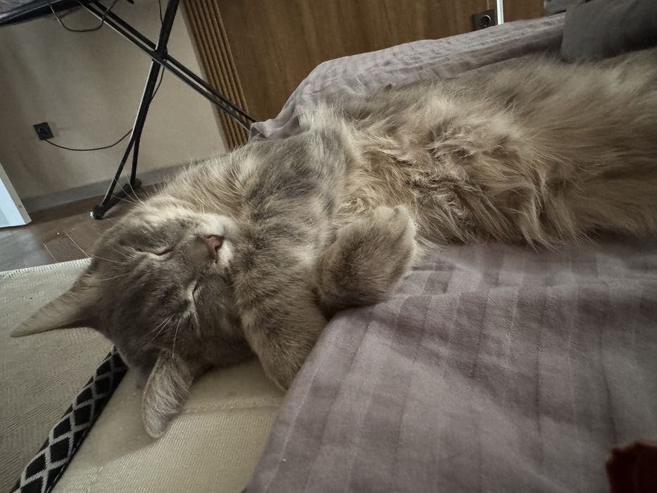 Котенька 9-10 месячных