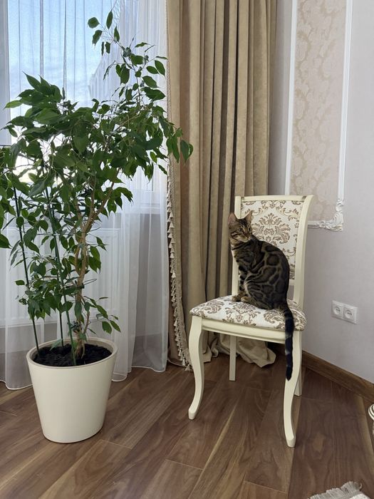 Бенгальский кот шикарный