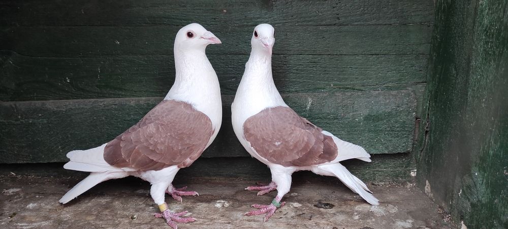 Porumbei capaciti/liști